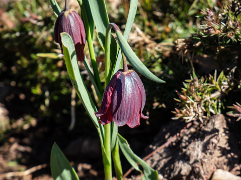 Close-up shot of fritillary (Fritillaria caucasica). Narrow strap-shaped leaves and nodding umbels of distinctive, bell-shaped dark purple or reddish-violet flowers with yellow tips in spring
