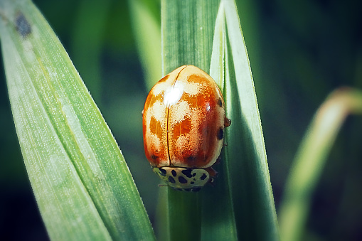 Red insect beetle ladybug on a green leaf of a tree. Ladybug beetle. Green foliage of trees. Natural background. Insects in nature. Spring season. Sunlight. Background image.