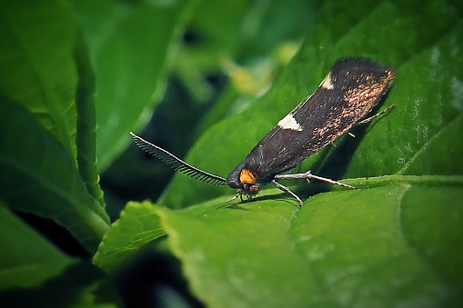 Incurvaria masculella Feathered Diamond-Back Moth Insect. Digitally Enhanced Photograph.