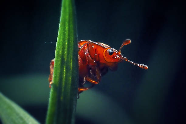 Epuraea aestiva Sap Beetle Insect. Digitally Enhanced Photograph.