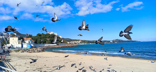 A view of the beach of Annaba, accompanied by a flock of pigeons A view of the beach of Annaba, accompanied by a flock of pigeons brown noddy stock pictures, royalty-free photos & images