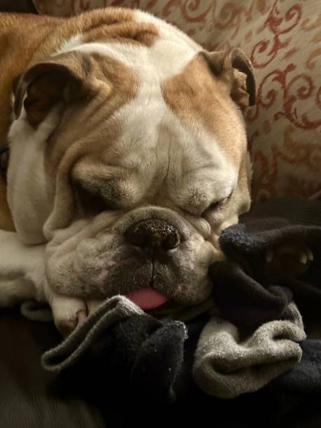 istock Funny Dog lovers - the missing socks 1490355967