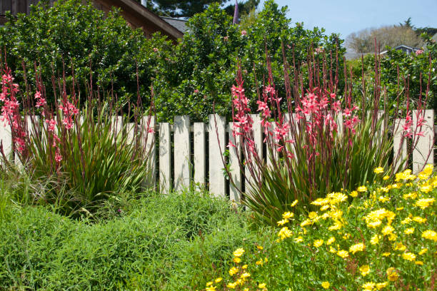 Charming cottage garden with white wood picket fence
