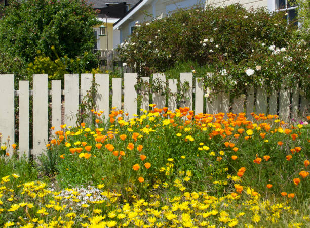 istock Charming Victorian cottage with assorted wildflowers along the picket fence 1490356528