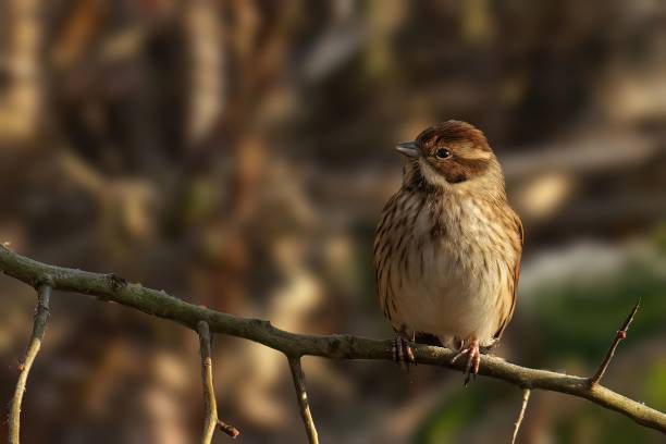 istock Closeup of a common reed bunting bird perched on a tree branch with a blurry background 1490357055