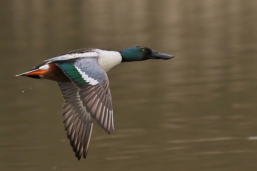 A male northern shoveler bird flying above a lake with a blurry background