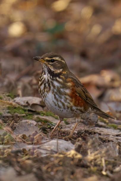 istock Vertical shot of a redwing bird perched on the ground with a blurry background 1490357087