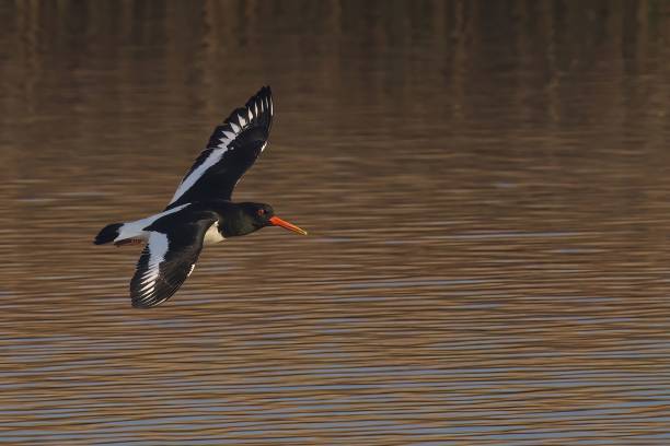 istock Oystercatcher flying above a lake with a blurry background 1490357088