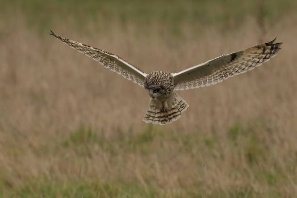 istock Short-eared owl flying above a field with a blurry background 1490357089