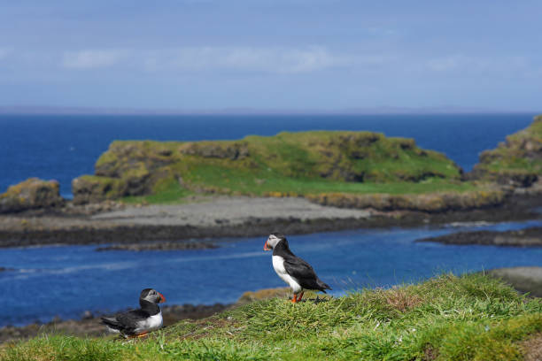 istock Atlantic puffins on the isle of Lunga in Scotland 1490357862