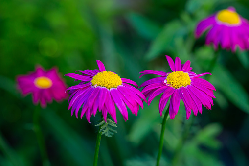Blooming pink Pyrethrum flower on a green background in summer macro photography. Garden daisy flower with red petals closeup photo on a sunny day.