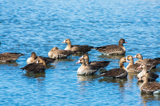 réserve sauvage nationale du lac tulé - tule lake national wildlife refuge photos et images de collection