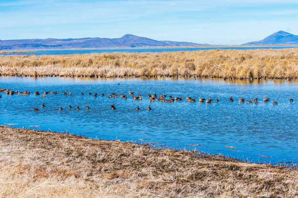 lago tule - tule lake national wildlife refuge fotografías e imágenes de stock