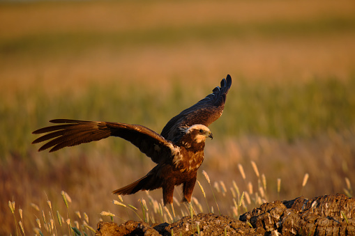 western marsh harrier (Circus aeruginosus)