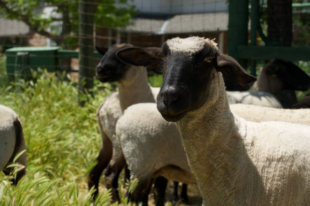 istock Flock of black faced sheep grazing in a sunny field 1490360589
