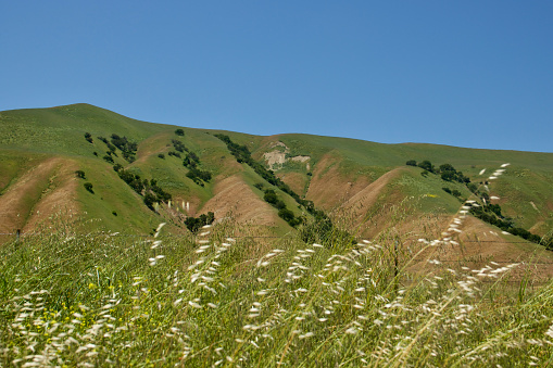 Serene sunny hillside dotted with oak trees and wildflowers