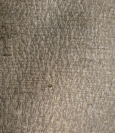 The background of the twisted and cracked bark pattern on the trunk of the old tree