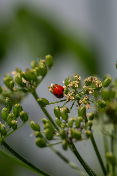 istock Ladybug sits on a flower bud on a summer day macro photo. 1490362973