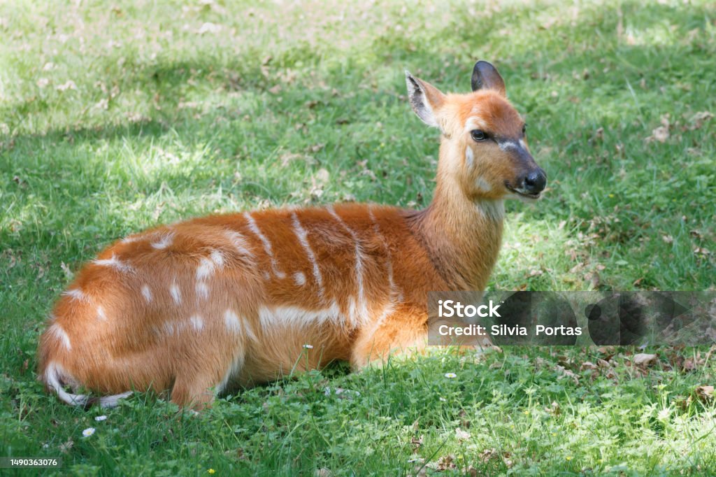 Bambi resting on the grass Beautiful Satitunga, she looks like Bambi Sitatunga Stock Photo Bambi resting on the grass Beautiful Satitunga, she looks like Bambi Sitatunga Stock Photo