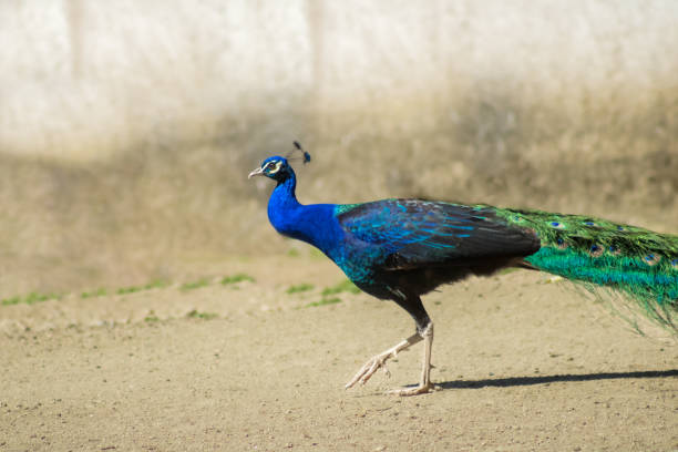 istock Beautiful peacock colorful walking and staring 1490363104