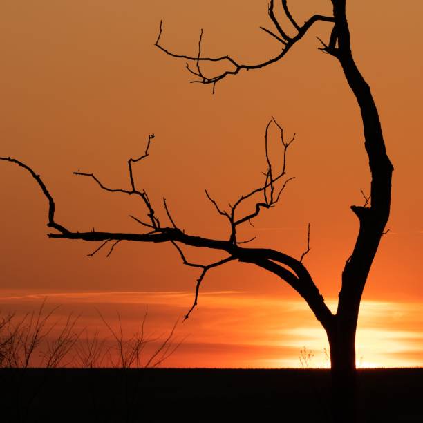 istock Leafless tree silhouetted against an orange sky at sunset. 1490364121