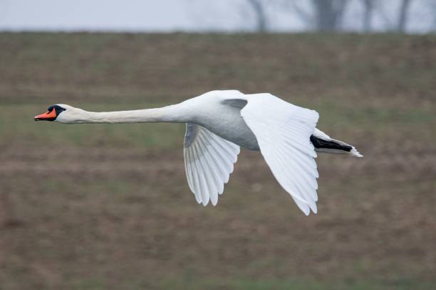 istock Elegant mute swan flying over a field. 1490364156