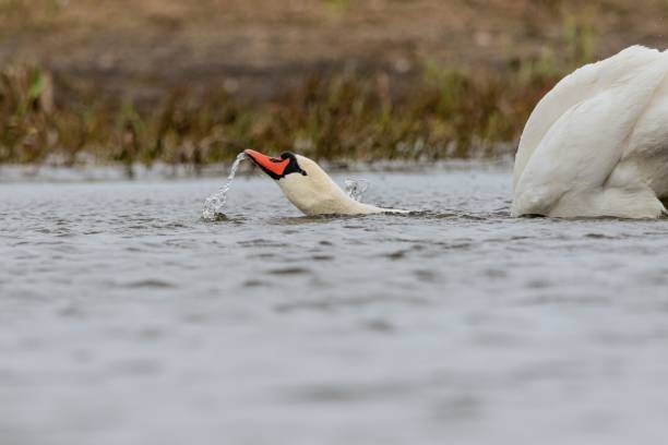 istock Beautiful mute swan gliding gracefully on the lake's surface gulping water. 1490364157