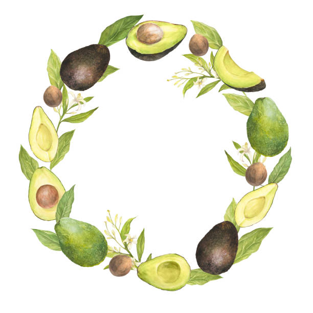 Watercolor illustration of wreath of appetizing green sliced hass avocados with pit, leaves and flowers, isolated. Circular composition Watercolor illustration of wreath of appetizing green sliced hass avocados with pit, eaves and flowers, isolated. Circular composition. Can be used for packaging design, prints hass avocado stock illustrations