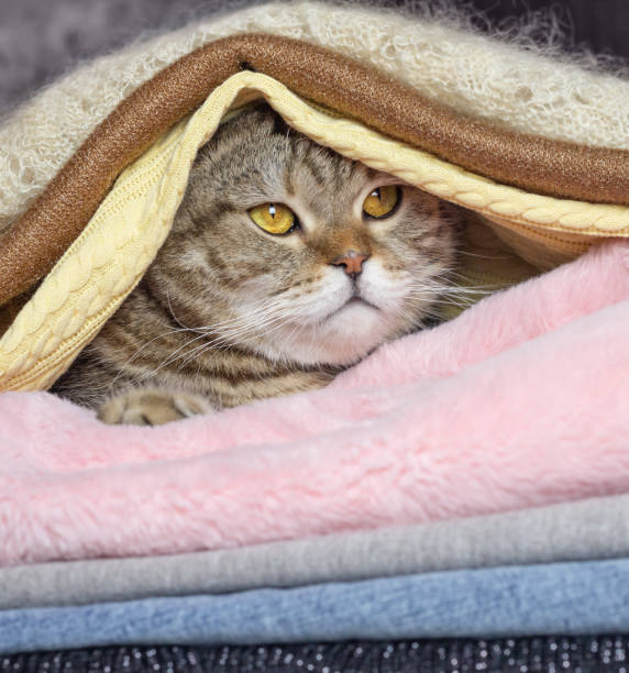 istock The muzzle of a cat under a pile of things and a blanket. 1490364277