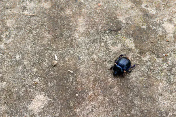 Slightly shiny and blue-tinted earth-boring beetle