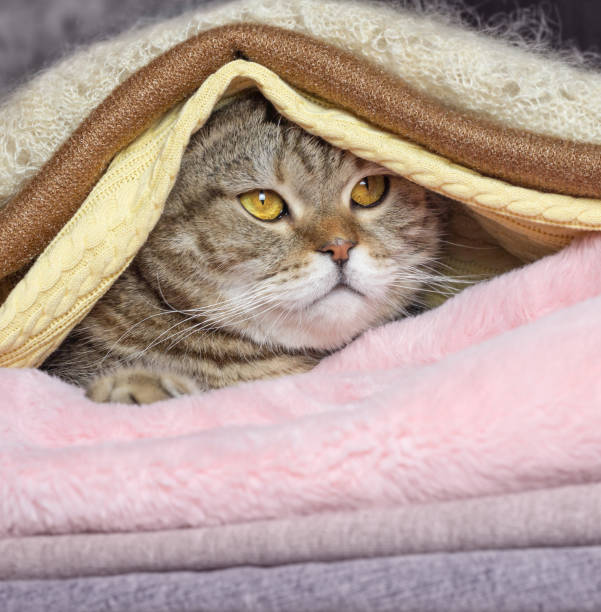 istock The muzzle of a cat under a pile of things and a blanket. 1490365304