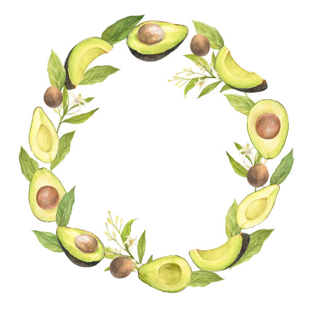 Watercolor illustration of wreath of appetizing green sliced hass avocados with pit, leaves and flowers, isolated. Circular composition Watercolor illustration of wreath of appetizing green sliced hass avocados with pit, eaves and flowers, isolated. Circular composition. Can be used for packaging design, prints hass avocado stock illustrations