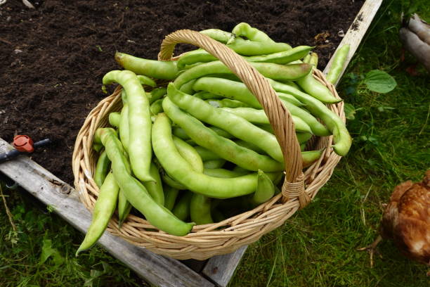 ackerbohnenernte. anbau von saubohnen im bio-garten - soybean fava bean broad bean bean stock-fotos und bilder