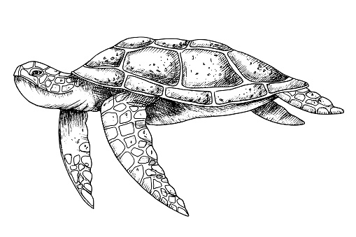 Sea Turtle. Hand drawn vector illustration of undersea Tortoise on isolated background in outline style. Nautical drawing of underwater animal painted by black inks for icon or logo. Sketch of reptile