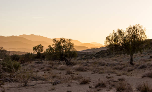 kilka odpornych cape ebony bushes w opustoszałym środowisku parku narodowego richtersveld, ze złotymi górami o świcie w tle - richtersveld national park zdjęcia i obrazy z banku zdjęć