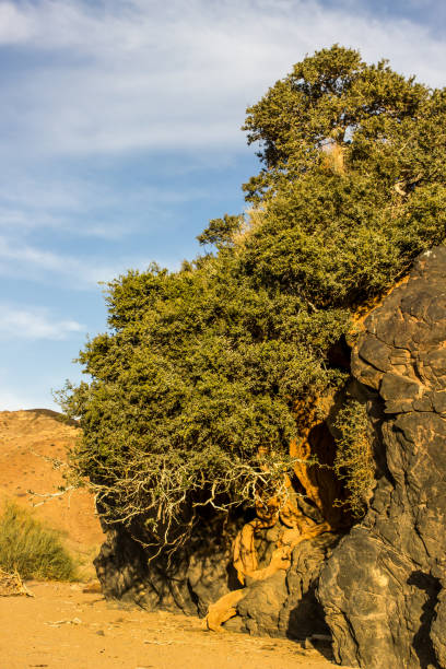 drzewo rosnące na klifie i kwitnące na pustyni parku narodowego richtersveld w republice południowej afryki - richtersveld national park zdjęcia i obrazy z banku zdjęć