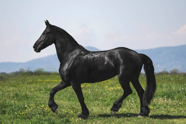 фризская кобыла рысью - horse black stallion friesian horse стоковые фото и изображения