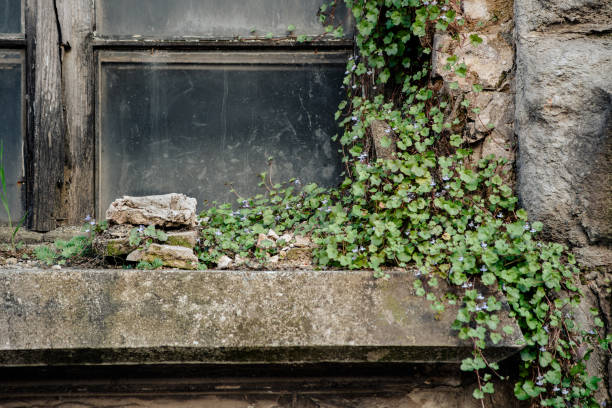 Riopar Viejo, Spain - October 21, 2018: Detail of the facade of a rural house with climbing plants in the town of Riopar Viejo.