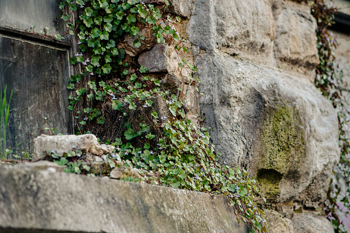 Window on an old wall with growing plant