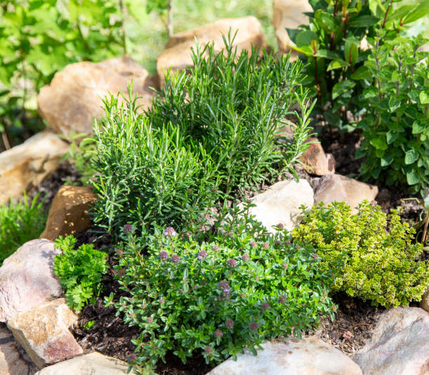 erbe fresch - rosemary herb vegetable garden herbal medicine foto e immagini stock