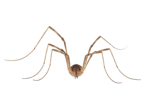 istock Saddleback harvestman isolated on white background, Mitopus morio 1490373634