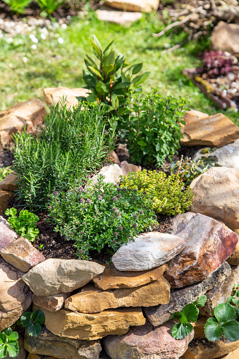 Herb spiral built with stones. Thyme, bay leaf, rosemary, sage, peppermint, parsley, marjoram, olive herb (Santolina Viridis)