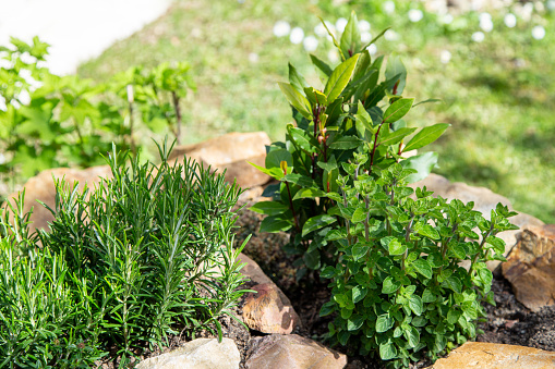 Herb snail built with stones. Rosemary, bay leaf, marjoram