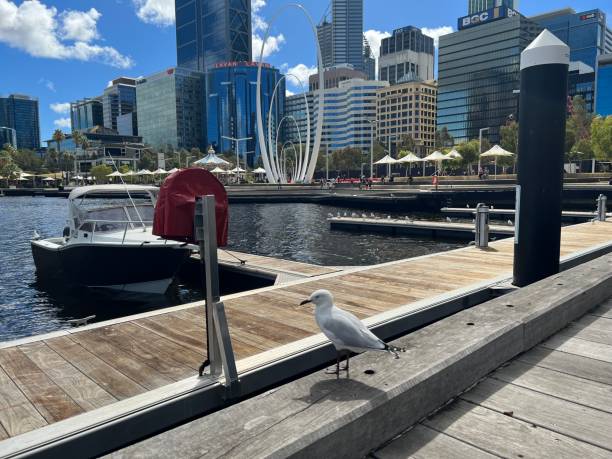 動物 - オーストラリアのカモメ - wildlife australia wing cityscape ストックフォトと画像