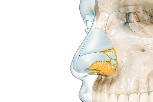Nasal cartilages and bone close-up with body contours 3D rendering illustration isolated on white with copy space. Human skeleton and nose anatomy, medical diagram, osteology, skeletal system concept.