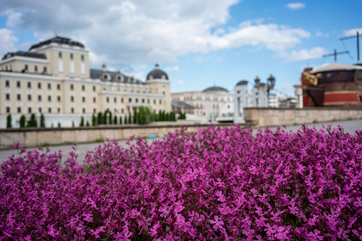 purple flowers are foreground focus on foreground in skopje street horizontal travel still