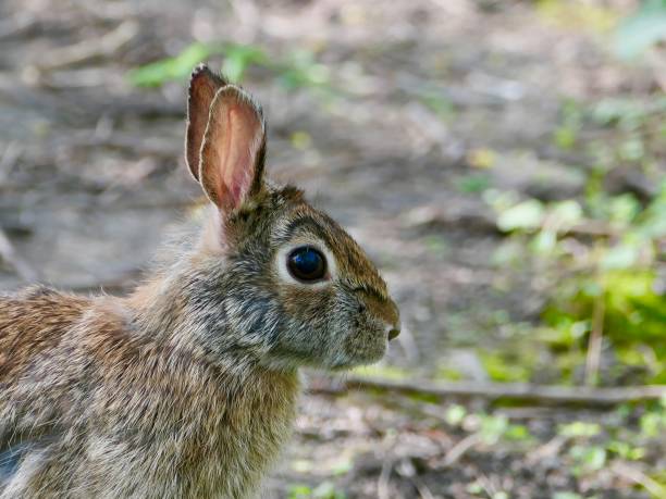 istock Eastern Cottontail Rabbit - side profile in woods with copy space 1490378172
