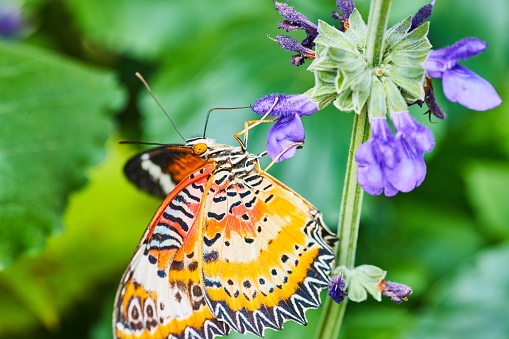 Image of Detail of Red Lacewing butterfly feeding on purple flowers