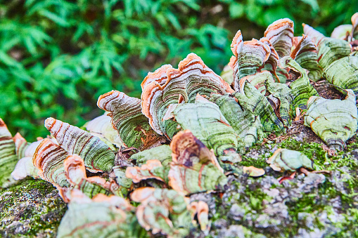 Image of Detail of shelf fungus growing on tree trunk