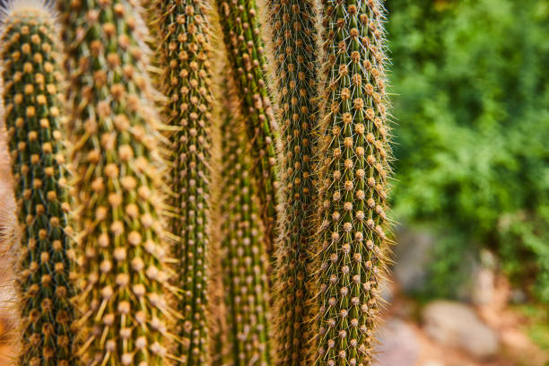 Image of Detail of tall and thin cactus plants covered in thorns